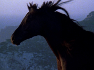 Bob black jack stallion