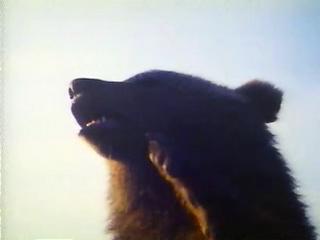 THE BEAR