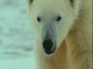 Arctic Tale