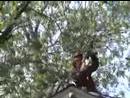 play video on Video Detective