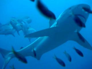 Sharkwater