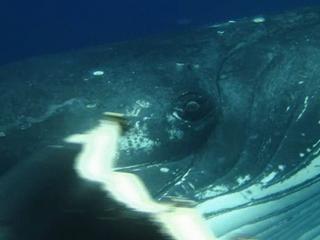 Dolphins And Whales Tribes Of The Ocean 3D