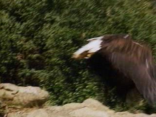 RUNNING FREE