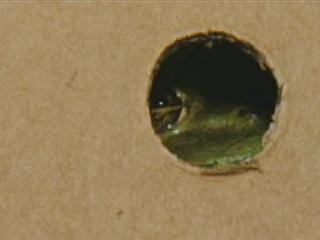 Manda Bala Frog Farm