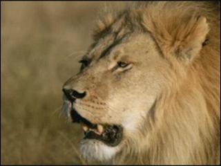 Lions 3d Roar Of The Kalahari