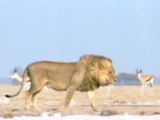Lions 3d Roar Of The Kalahari The Lion And His Kingdom