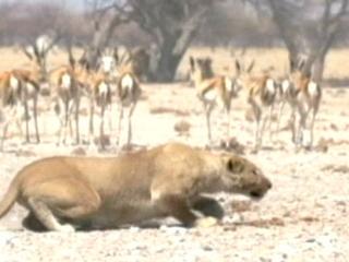 Lions 3d Roar Of The Kalahari The Older Lioness Hunts