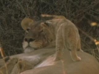 Lions 3d Roar Of The Kalahari Lioness And Cubs