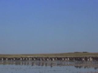 Lions 3d Roar Of The Kalahari The Kalahari