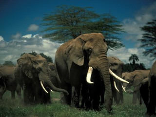 Echo And Other Elephants