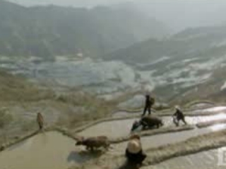 Wild China Rice Terraces