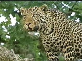 The Leopard Son