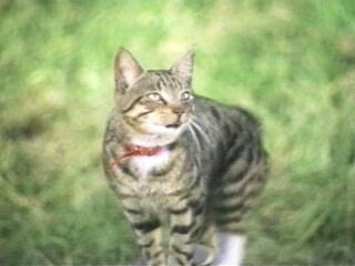 Whiskers