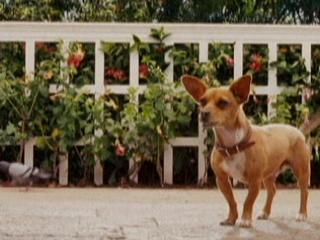 Beverly Hills Chihuahua MI Corazon - Beverly Hills Chihuahua - Flixster Video