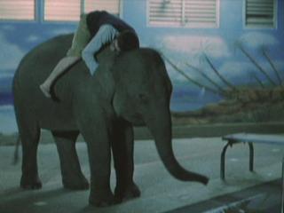 THE ELEPHANT KING