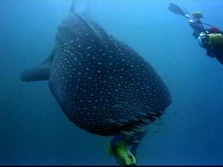 Search For The Great Sharks