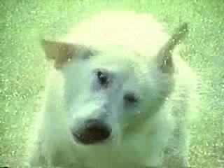play video on Video Detective