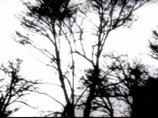 play video on Video Detective
