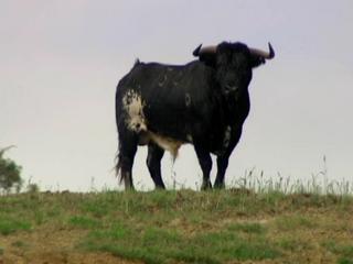 The Matador Protest