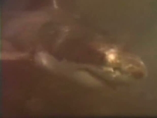 Shark Kill