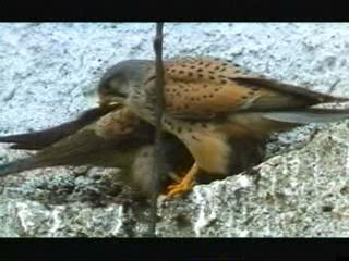 Kestrels Eye