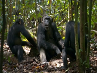 CHIMPANZEE