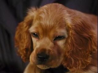 Cats & Dogs: The Revenge Of Kitty Galore