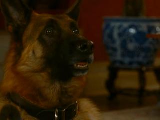 CATS & DOGS: THE REVENGE OF KITTY GALORE CATS & DOGS: THE REVENGE OF KITTY GALORE