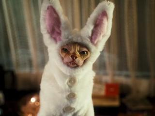 Cats  Dogs The Revenge Of Kitty Galore