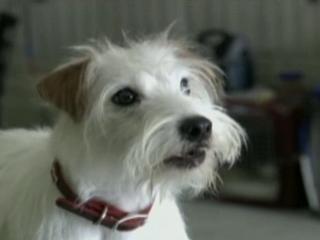 Hotel For Dogs K-9 Casting Exclusive