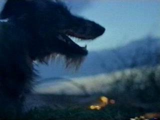 Wolfhound