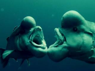 Oceans