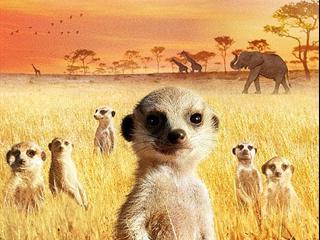 The Meerkats