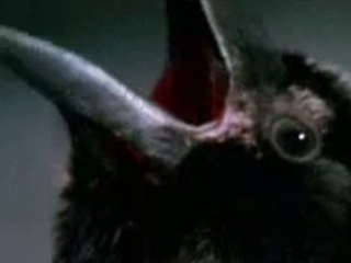 Mirella D'Angelo - Rotten Tomatoes