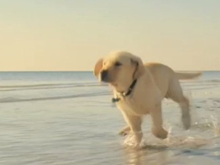 MARLEY & ME (ITALIAN)