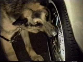 K9 Patrol-unleashed