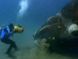 A Life Among Whales