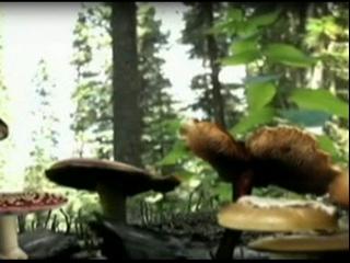 Know Your Mushrooms