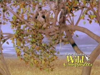 Jane Goodalls Wild Chimpanzees