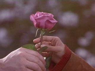 He Loves Me He Loves Me Not