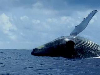 Oceans Trailer 1