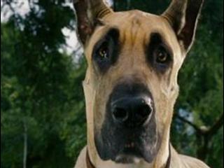 Marmaduke German