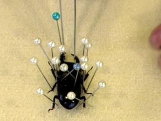 Beetle Queen Conquers Tokyo