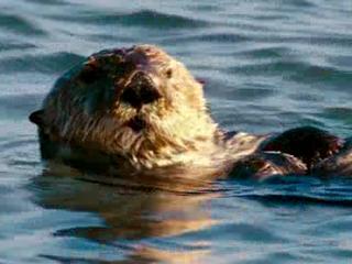 Oceans Exploring Oceans Featurette