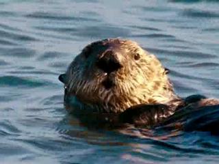 Oceans Otters
