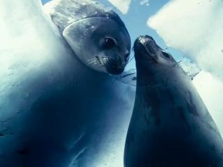 Oceans Cold Swim