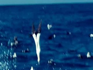 Oceans Fish Frenzy