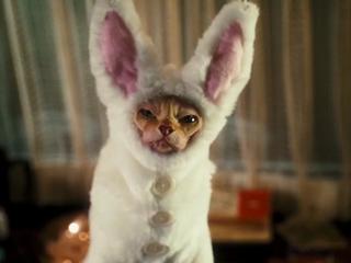 Watch Cats & Dogs: The Revenge Of Kitty Galore (Trailer 1)