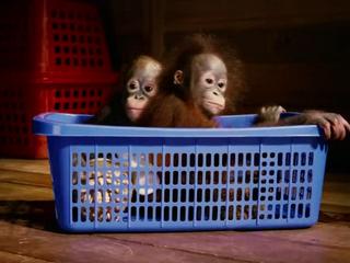 Born To Be Wild 3D
