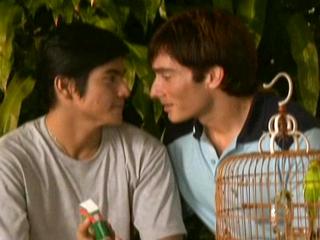 Lovebirds